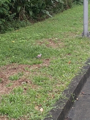 Streptopelia tranquebarica