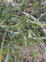 Acacia glaucoptera