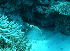 Parupeneus multifasciatus