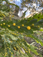 Acacia glaucoptera