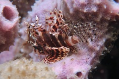 Dendrochirus brachypterus