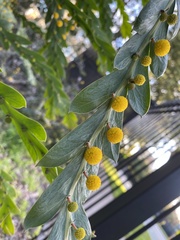 Acacia glaucoptera