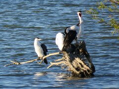 Phalacrocorax varius varius