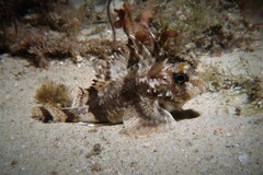 Centropogon australis