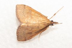 Mnesictena flavidalis