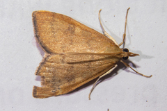 Mnesictena flavidalis
