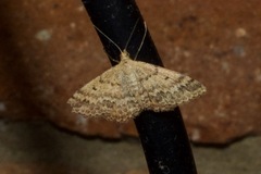 Scopula rubraria