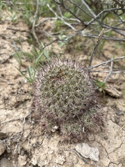 Mammillaria dioica dioica