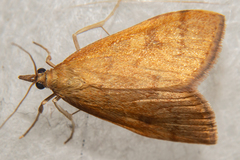 Mnesictena flavidalis