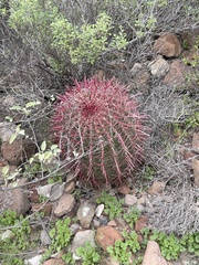 Ferocactus gracilis