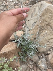 Lyrocarpa
