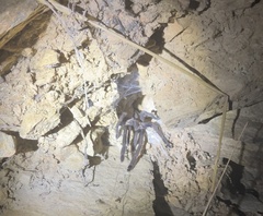 Selenocosmia