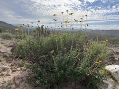 Encelia asperifolia