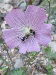 Sidalcea neomexicana