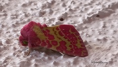 Psectrotarsia euposis