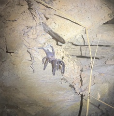 Selenocosmia