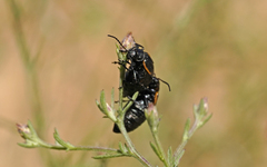 Arima marginata