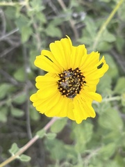 Encelia asperifolia