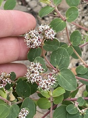 Euphorbia tomentulosa