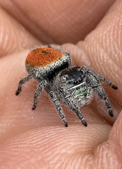 Phidippus ardens