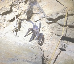 Selenocosmia