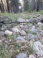 Sidalcea neomexicana