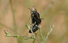 Arima marginata