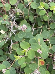 Euphorbia tomentulosa