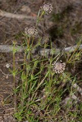 Opercularia scabrida