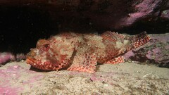 Scorpaena