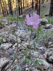 Sidalcea neomexicana