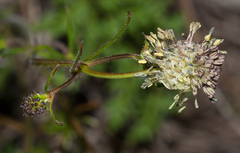 Opercularia scabrida