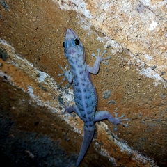 Phyllodactylus