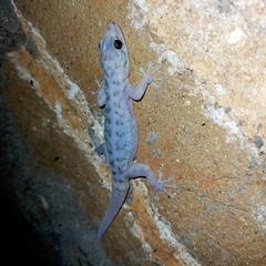 Phyllodactylus