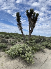 Yucca valida