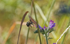 Anthophora aestivalis