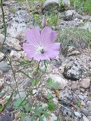 Sidalcea neomexicana