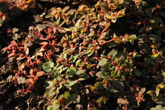 Euphorbia prostrata