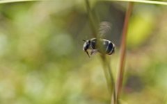 Anthophora aestivalis