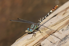 Erpetogomphus lampropeltis