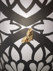 Xanthorhoe defensaria