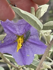 Solanum hindsianum