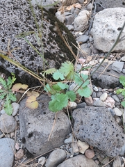 Sidalcea neomexicana