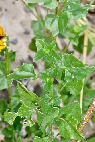 Image of Helianthus praecox by (c) Michelle W. （鍾偉瑋）, some rights reserved (CC BY)