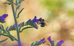 Anthophora aestivalis