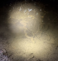 Acrochordus arafurae