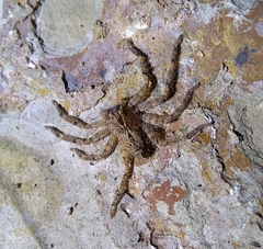 Heteropoda onoi