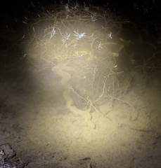 Acrochordus arafurae