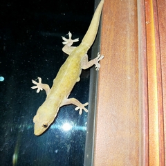 Hemidactylus frenatus