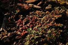 Euphorbia prostrata